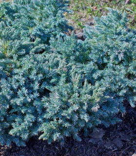 Juniperus squamata 'Blue star' 2 lit. AKCIA